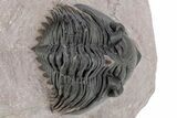 Large Metacanthina Trilobite - Lghaft, Morocco #222431-5